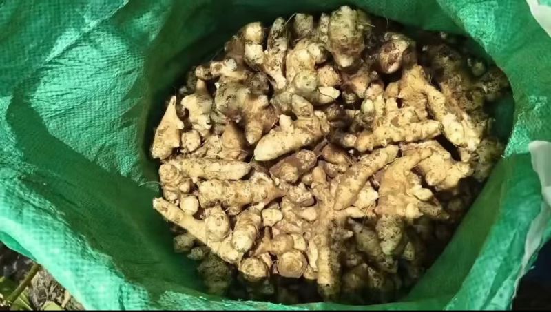 早熟洋姜上市，产地直供，量大优惠