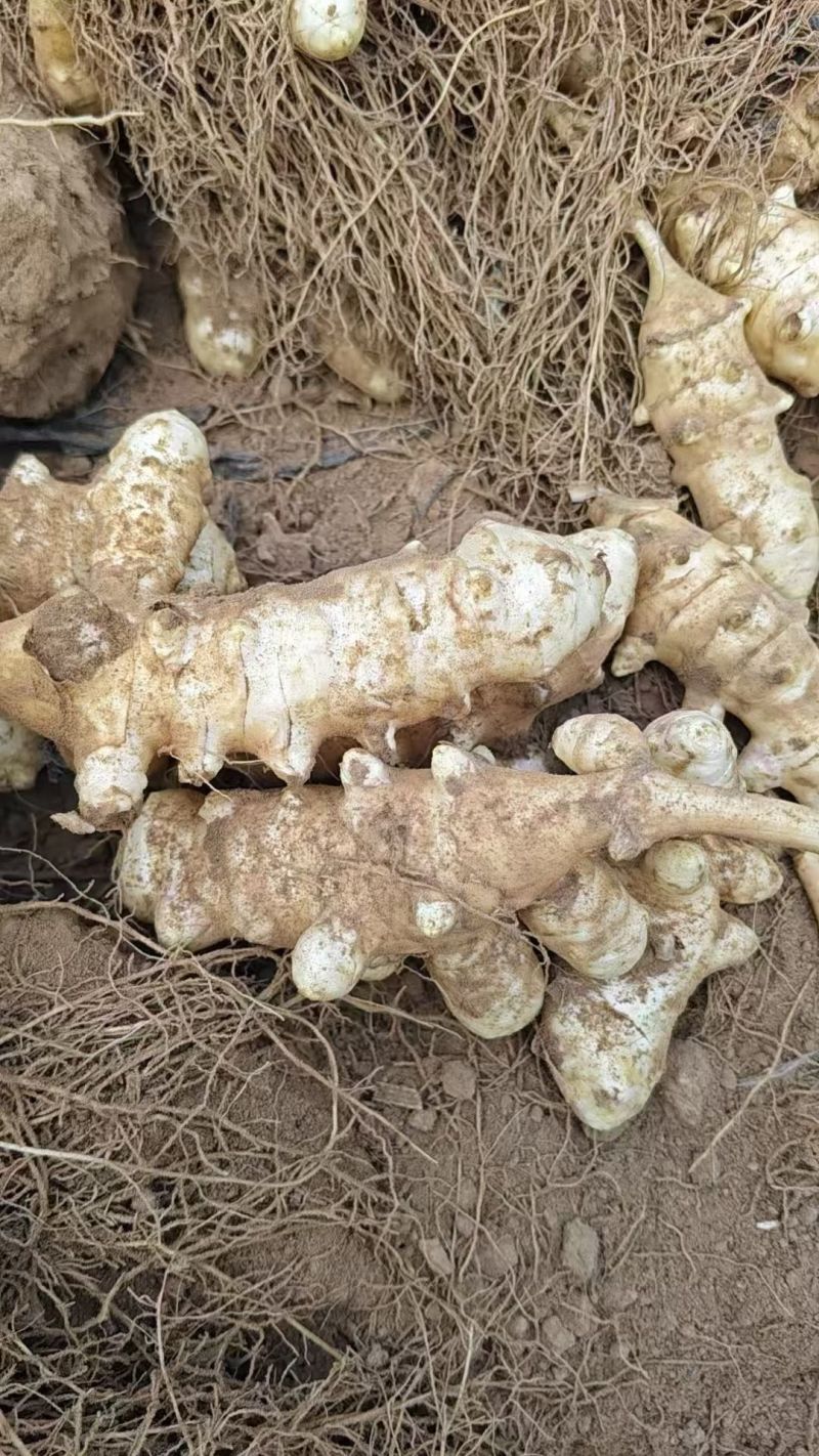 早熟洋姜上市，产地直供，量大优惠