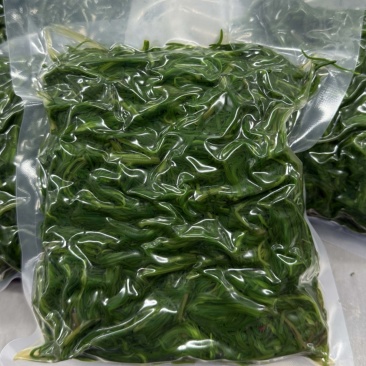 速冻黄须菜，碱蓬菜，海蓬菜