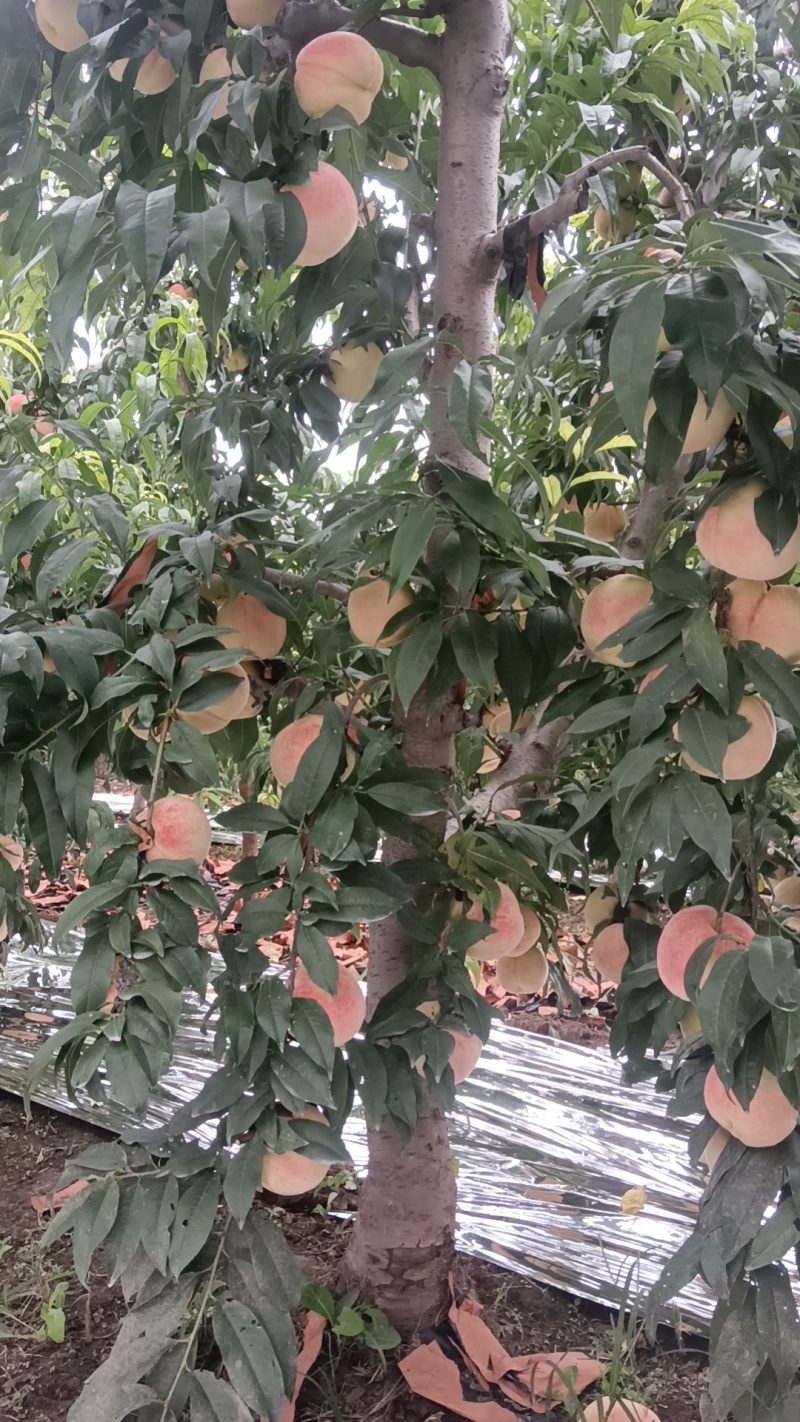 中秋王桃，秋彤，寒露蜜，映霜红桃、