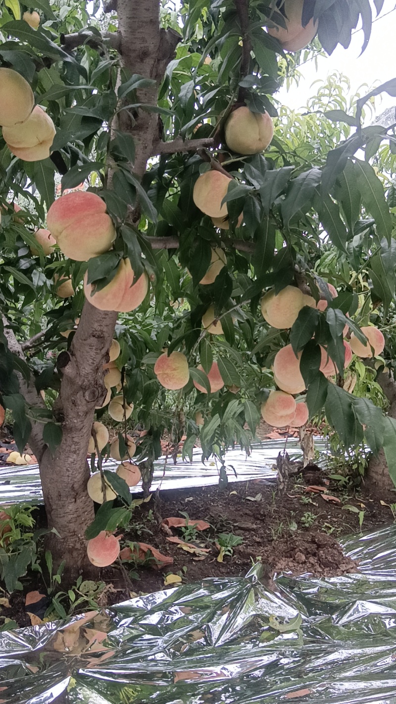 中秋王桃，秋彤，寒露蜜，映霜红桃、