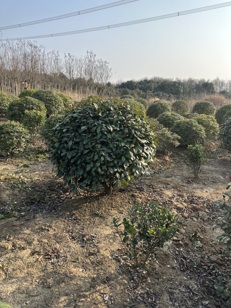 石楠球