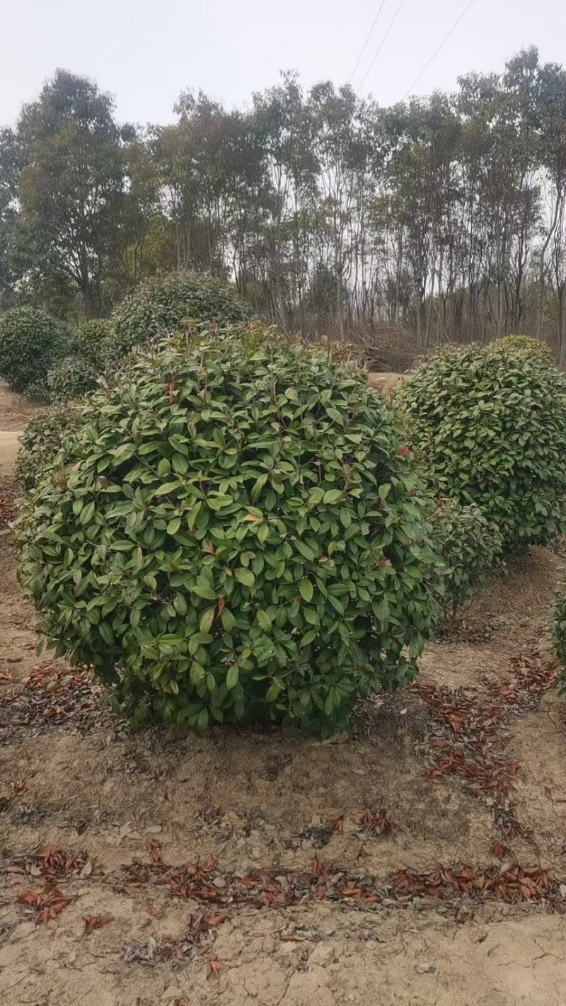 石楠球