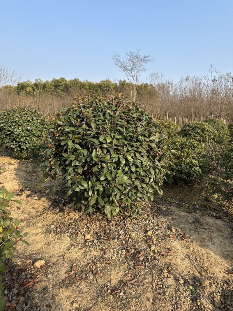 石楠球