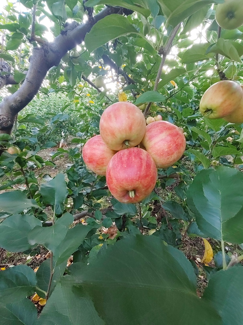 123小苹果