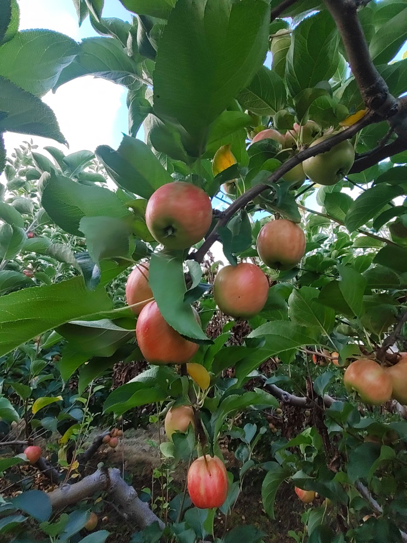 123小苹果