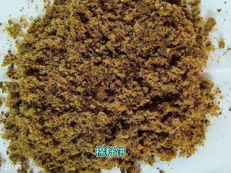 棉籽饼