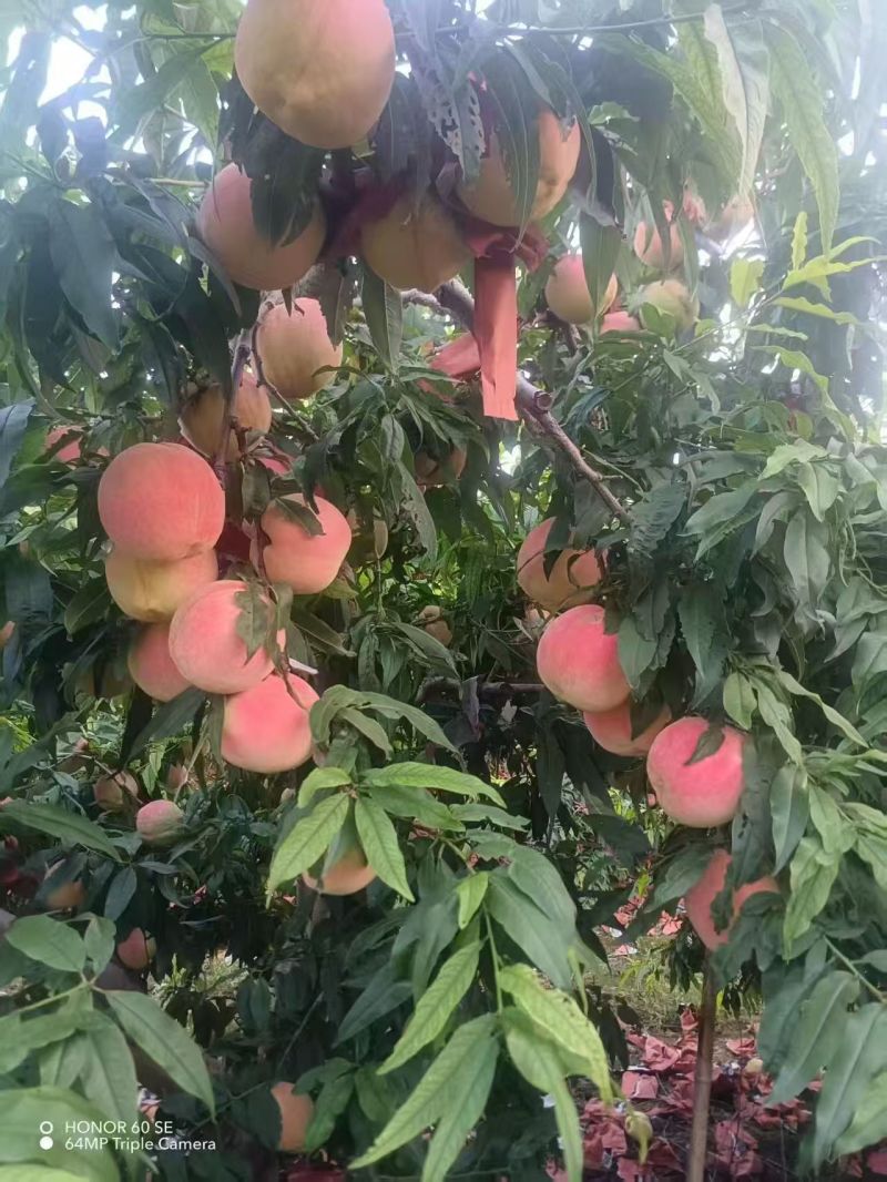 中秋王桃