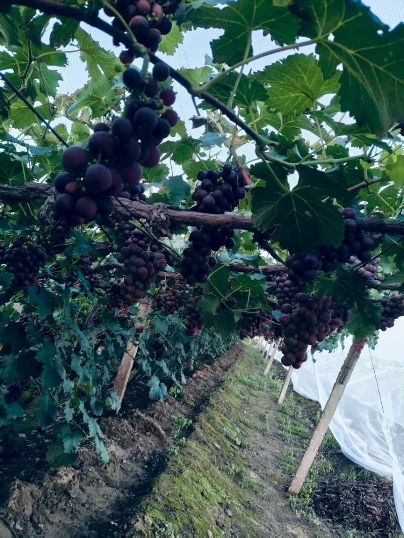 (热销)巨峰葡萄，大量上市，价格优惠，欢迎咨询