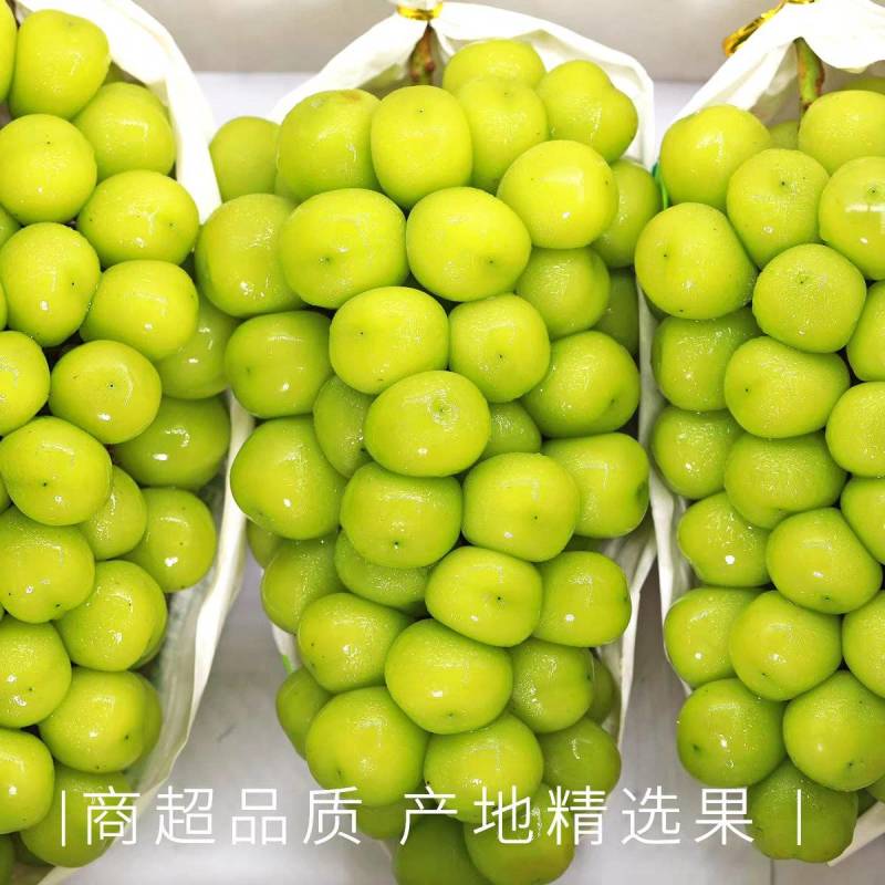 产地直发阳光玫瑰葡萄价格优惠欢迎商超供应链老板咨询