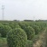 大叶黄杨球**河南潢川大叶黄杨球基地