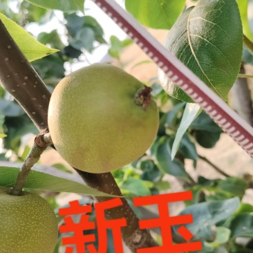 砀山梨，秋月梨