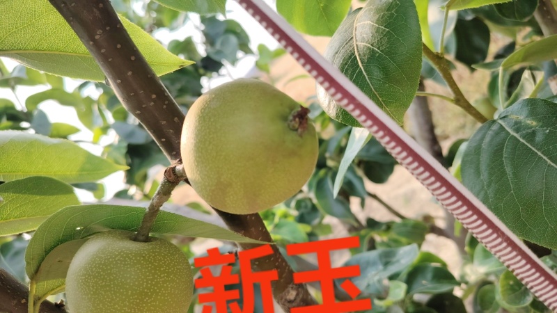砀山梨，秋月梨