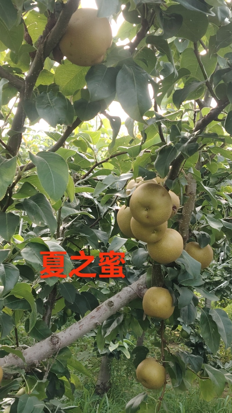 砀山梨，秋月梨