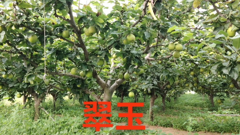 砀山梨，秋月梨
