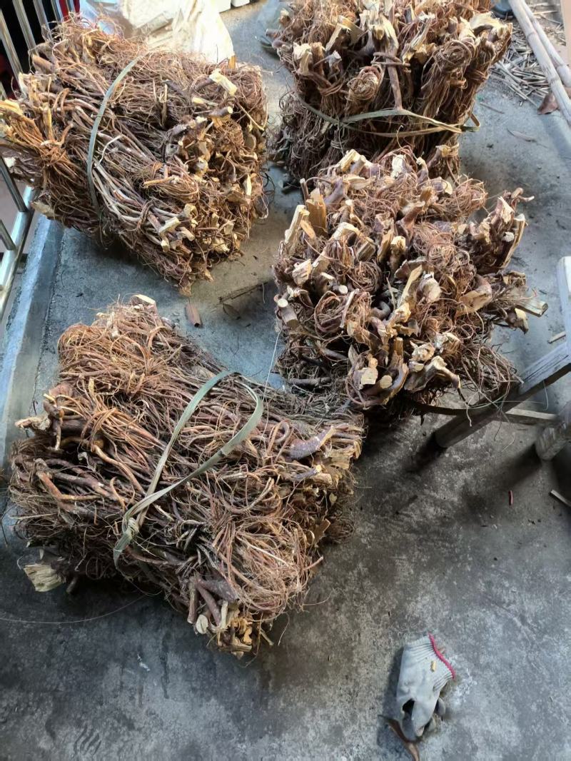 产地直发精品五指毛桃长期供应新鲜甜美健康享受