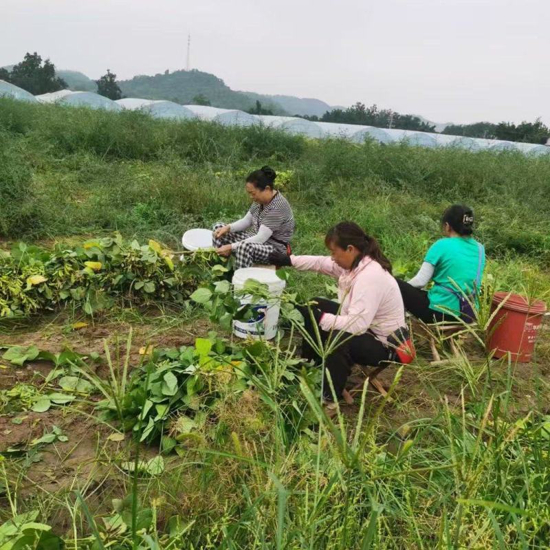 资阳雁江区毛豆