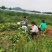 资阳雁江区毛豆