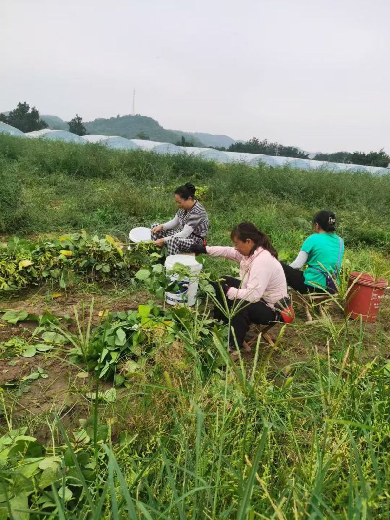 资阳雁江区毛豆