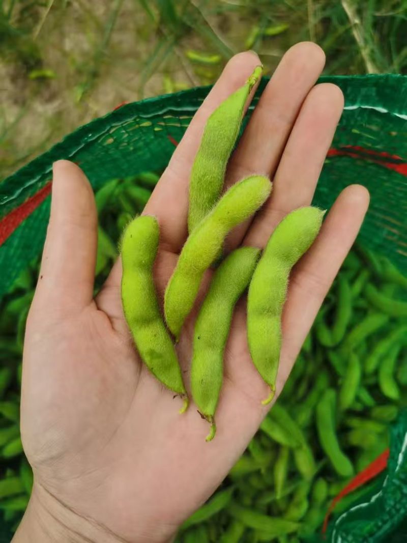 资阳雁江区毛豆