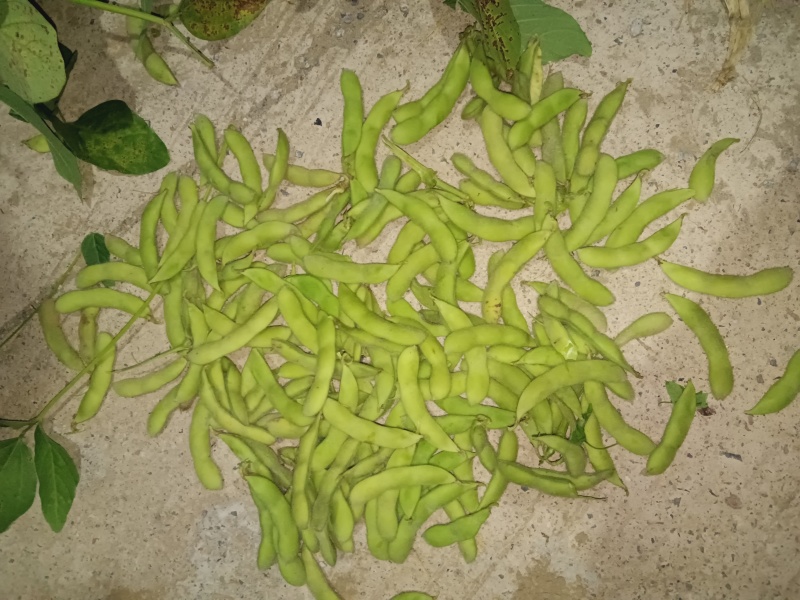 资阳雁江区毛豆