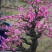 梅花盆栽~梅花老桩一手货源~产地直供~量大从优提供技术