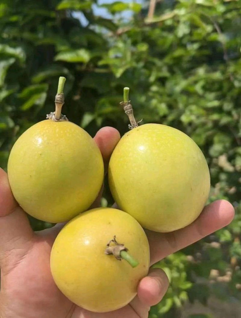 钦密9号百香果，适合中秋礼