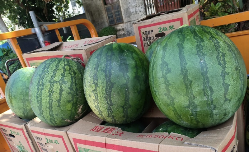 内蒙无籽西瓜大量有货甜度高品质优现摘现发欢迎咨询来电