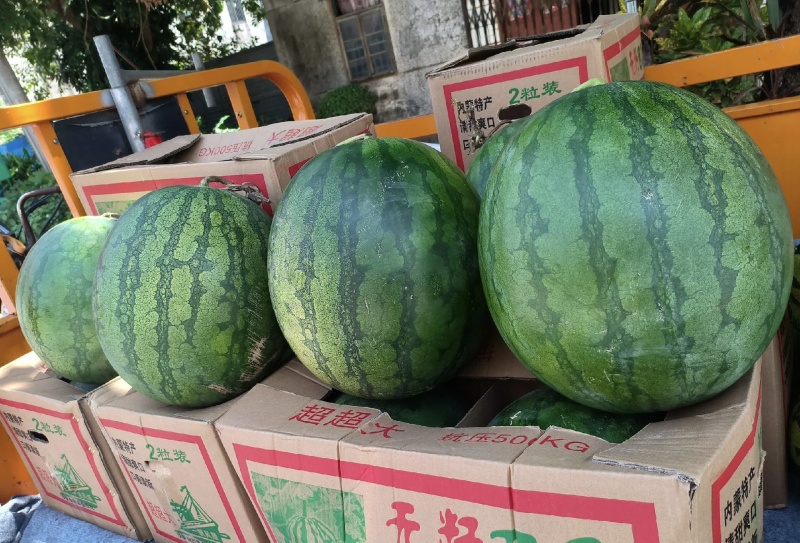 内蒙无籽西瓜大量有货甜度高品质优现摘现发欢迎咨询来电