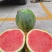 内蒙无籽西瓜大量有货甜度高品质优现摘现发欢迎咨询来电