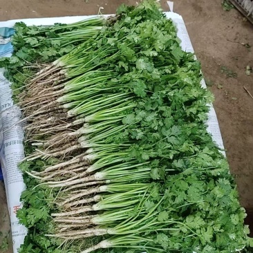 香菜\铁杆青香菜\山东潍坊寿光市基地种植\对接全国采购商