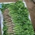 香菜\铁杆青香菜\山东潍坊寿光市基地种植\对接全国采购商
