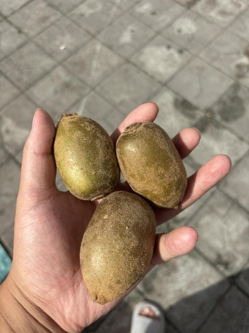 猕猴桃🥝绿心和黄心