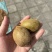 猕猴桃🥝绿心和黄心