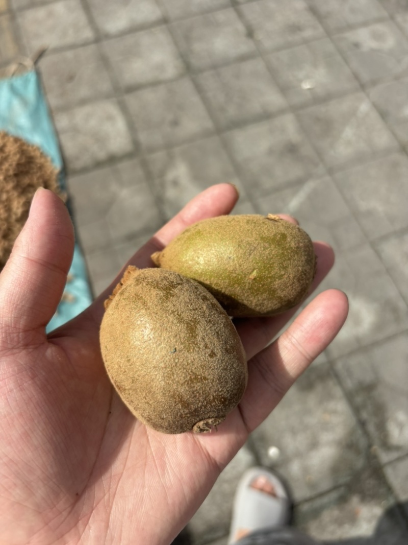 猕猴桃🥝绿心和黄心