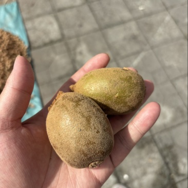 猕猴桃🥝绿心和黄心