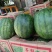 内蒙无籽西瓜大量有货甜度高品质优现摘现发欢迎咨询来电