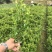 推荐河南豆瓣黄杨货源充足诚信经营！