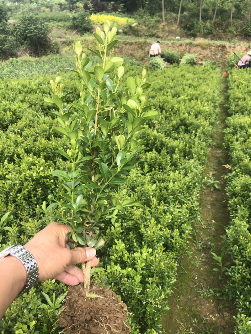 推荐河南豆瓣黄杨货源充足诚信经营！