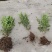 推荐河南豆瓣黄杨货源充足诚信经营！