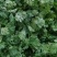 香菜\铁杆青香菜\山东潍坊寿光市基地种植\对接全国采购商