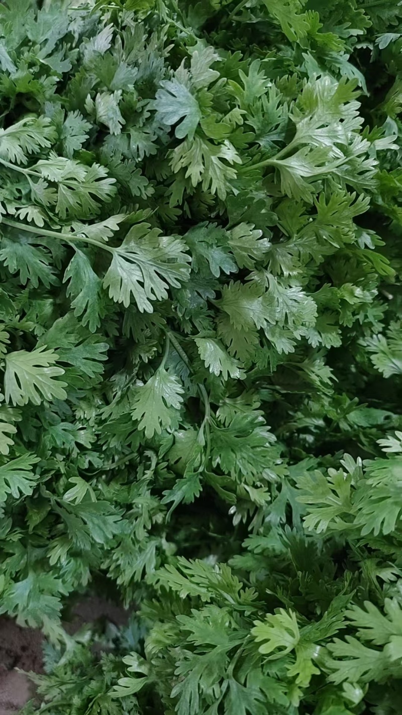 香菜\铁杆青香菜\山东潍坊寿光市基地种植\对接全国采购商
