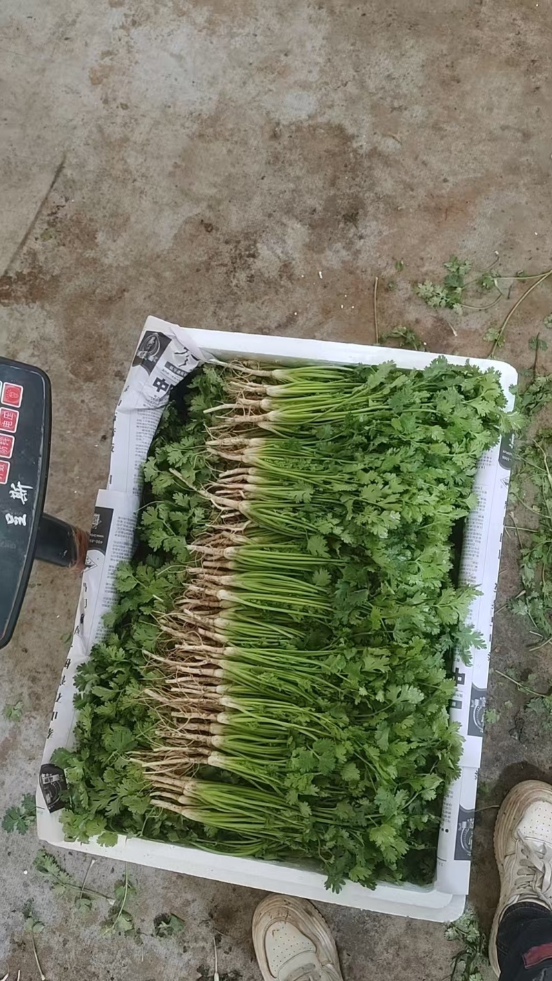 香菜\铁杆青香菜\山东潍坊寿光市基地种植\对接全国采购商