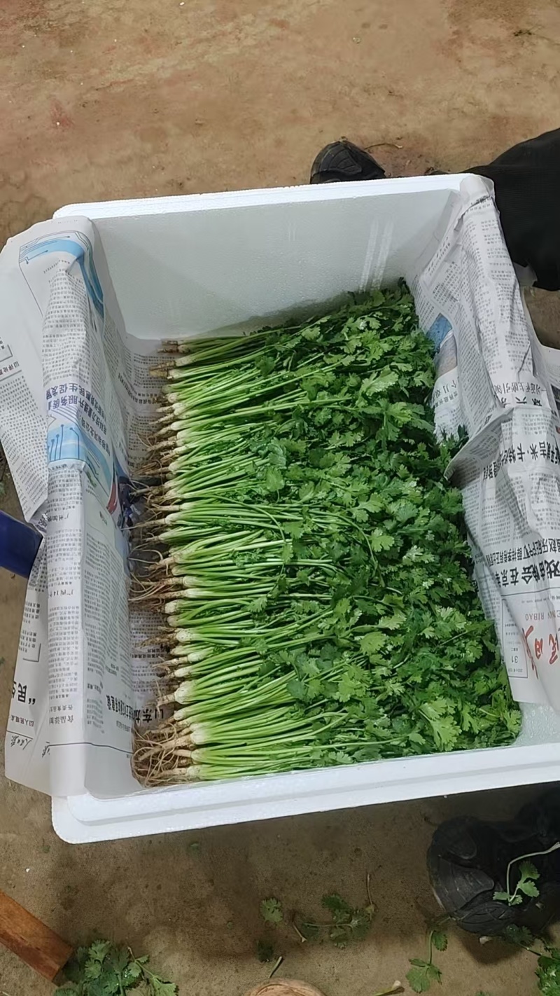香菜\铁杆青香菜\山东潍坊寿光市基地种植\对接全国采购商