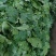 香菜\铁杆青香菜\山东潍坊寿光市基地种植\对接全国采购商
