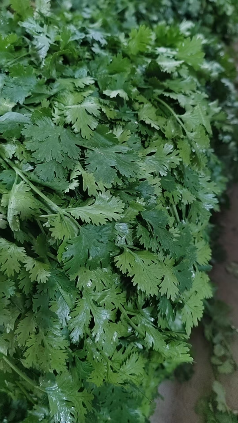 香菜\铁杆青香菜\山东潍坊寿光市基地种植\对接全国采购商