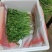 香菜\铁杆青香菜\山东潍坊寿光市基地种植\对接全国采购商