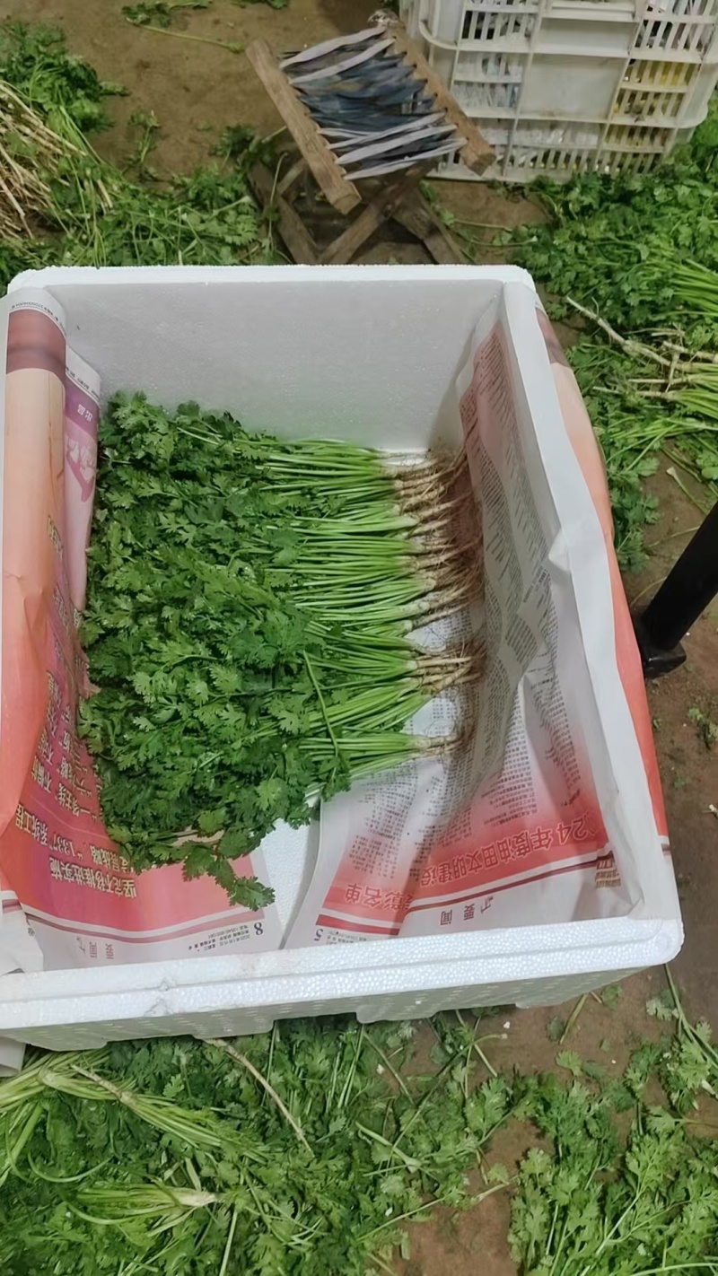 香菜\铁杆青香菜\山东潍坊寿光市基地种植\对接全国采购商