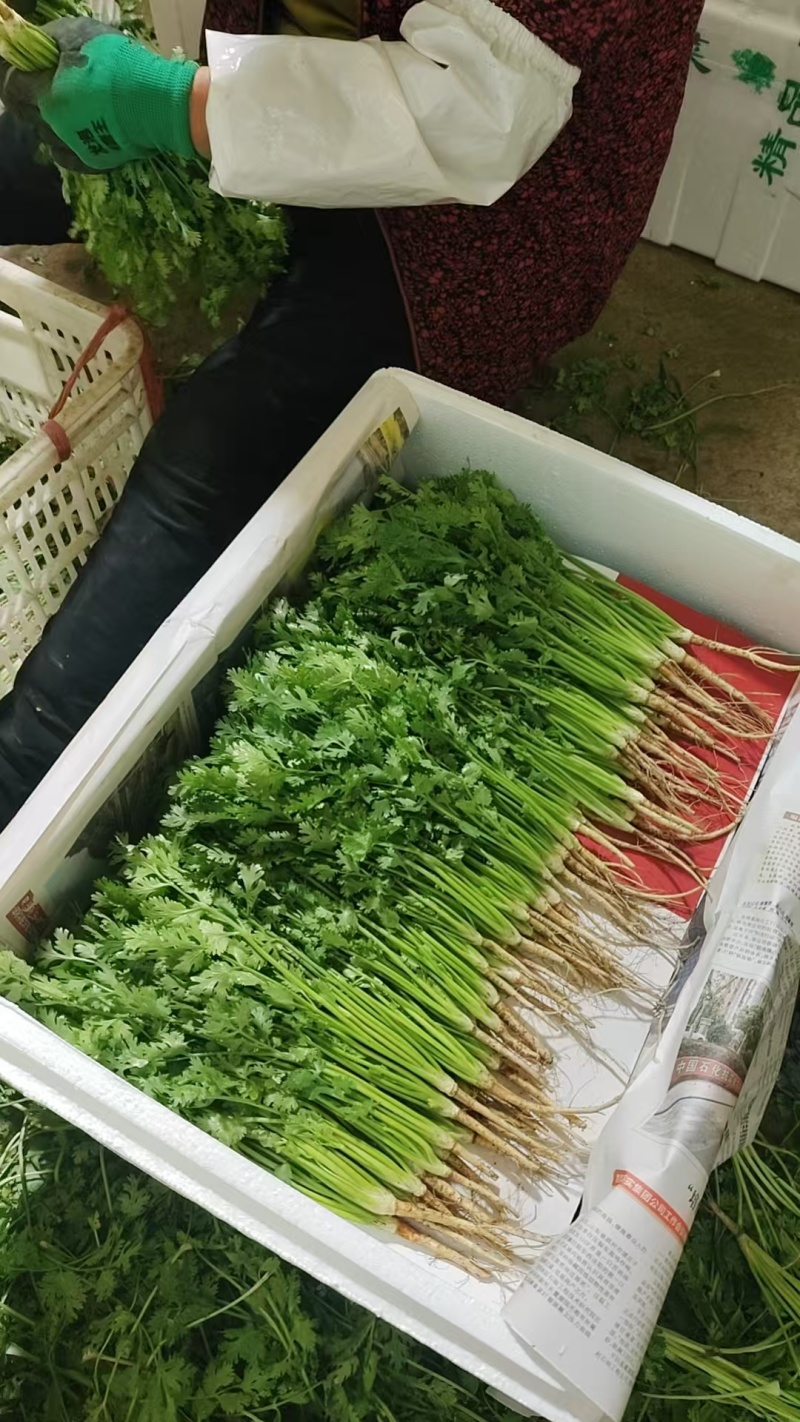 香菜\铁杆青香菜\山东潍坊寿光市基地种植\对接全国采购商