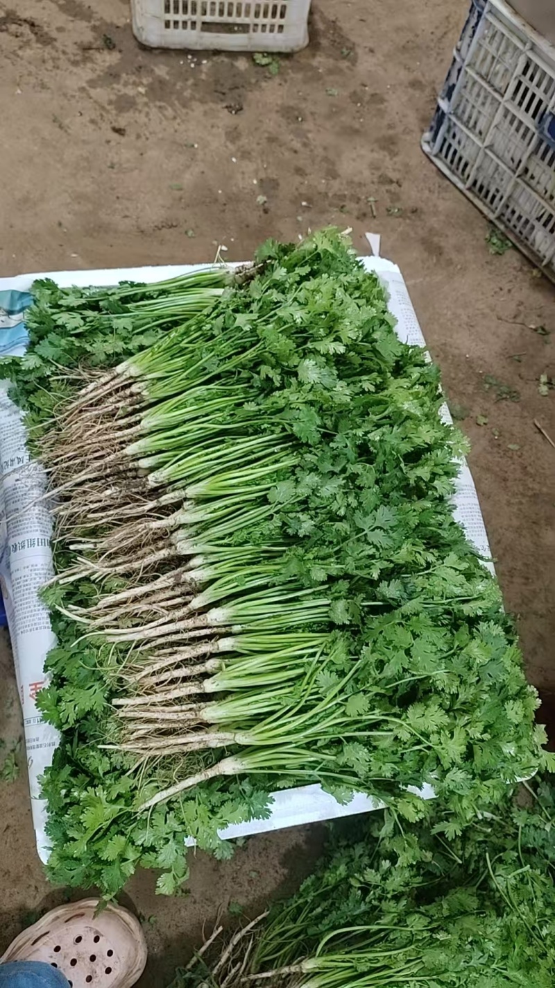 香菜\铁杆青香菜\山东潍坊寿光市基地种植\对接全国采购商